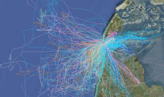 Vliegroutes van vogels boven Noord-Holland, aangegeven met gekleurde strepen