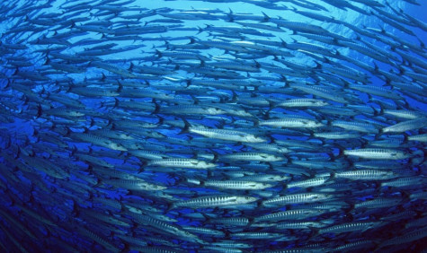 A school of fish in a blue sea