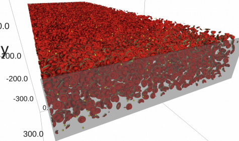 Red and white blood cell visualisation