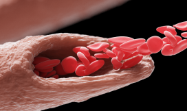 Bloodcells, bloedcellen