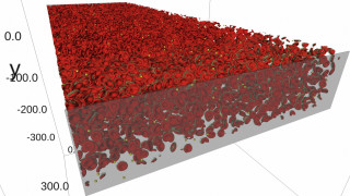Red and white blood cell visualisation