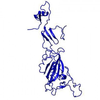 COVID-19 spike protein