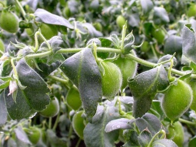 Chickpeas