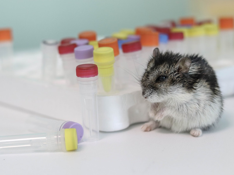 Reageerbuisjes en hamster