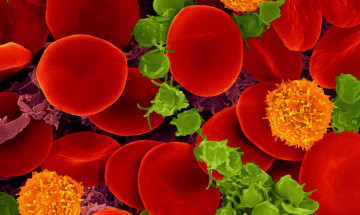 Human blood with red blood cells, T cells (orange) and platelets (green) - foto Zeiss Microscopy